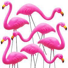 Flock of Flamingos(10:00 wave)
